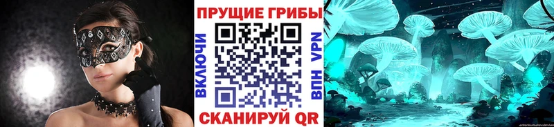 Галлюциногенные грибы Psilocybe  Анжеро-Судженск 
